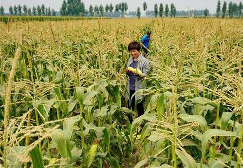 三部委：將水稻、玉米、小麥三大糧食作物制種納入中央財政農(nóng)業(yè)保險保險費補貼目錄