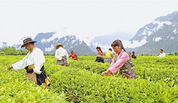 截至2018年底，西藏貧困人口已降至15萬人，貧困發(fā)生率下降到6%以下